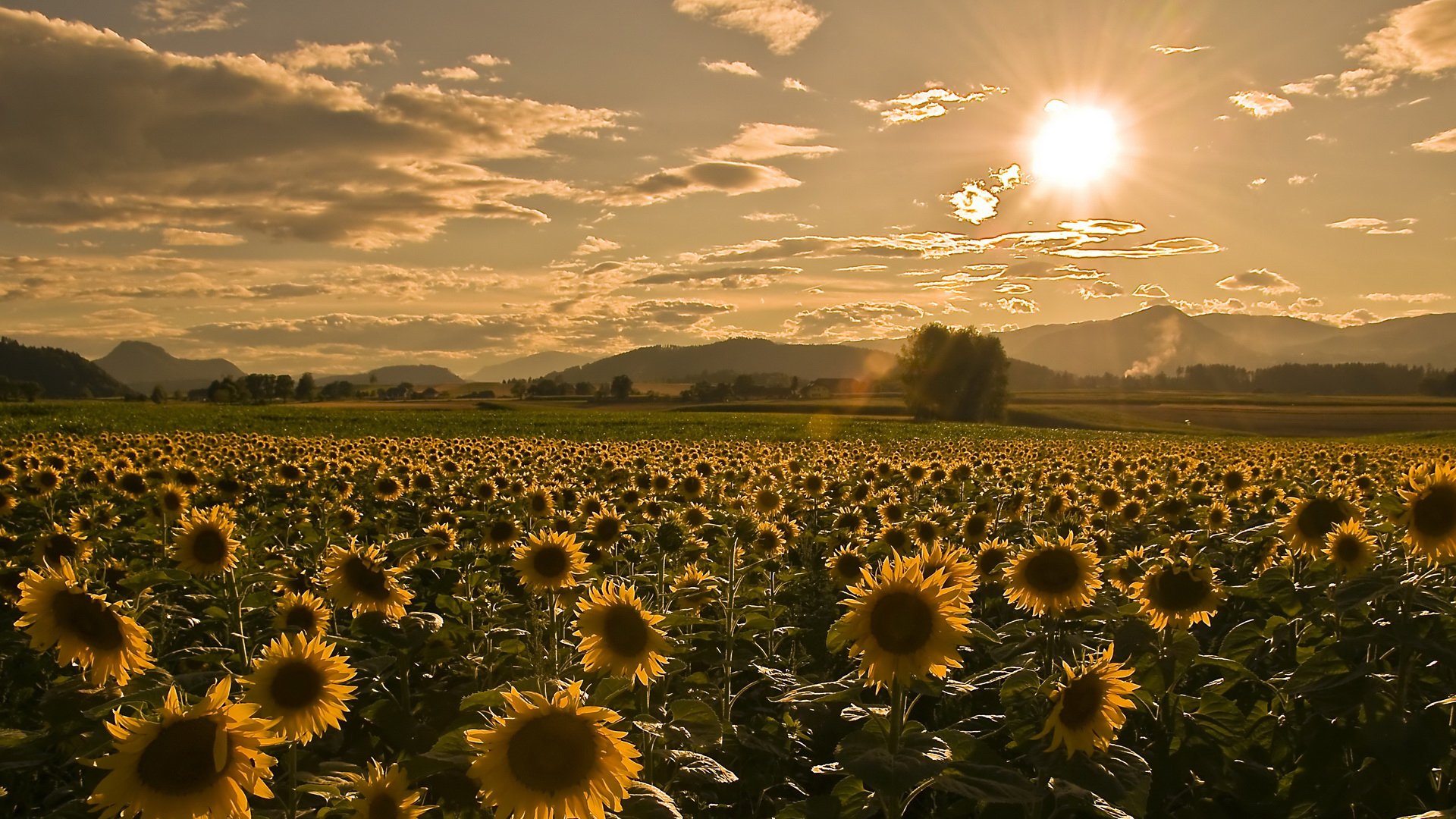 himmel sonnenblumen sommer