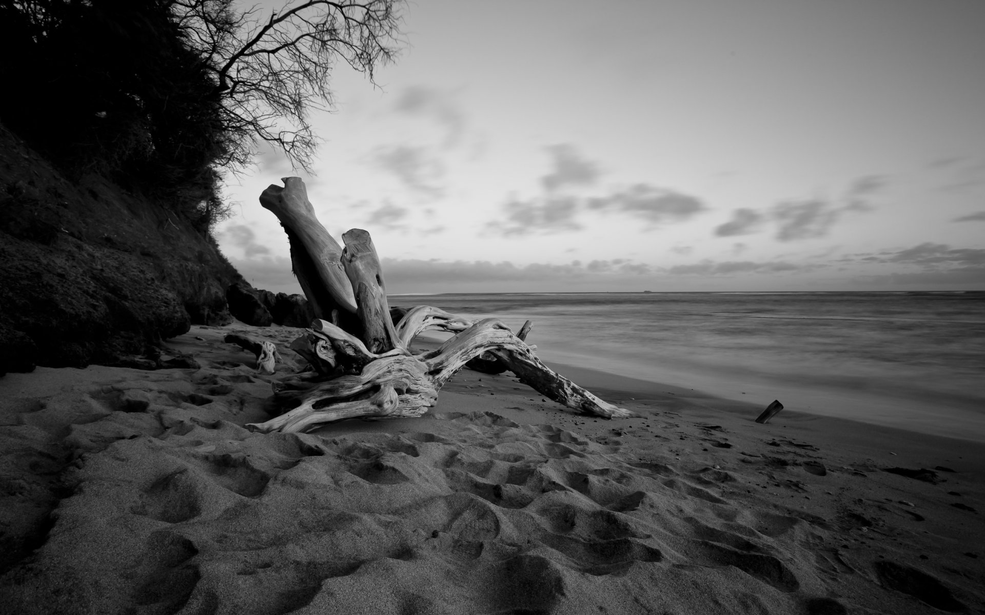 playa playa tarde árbol madera flotante agua mar negro blanco