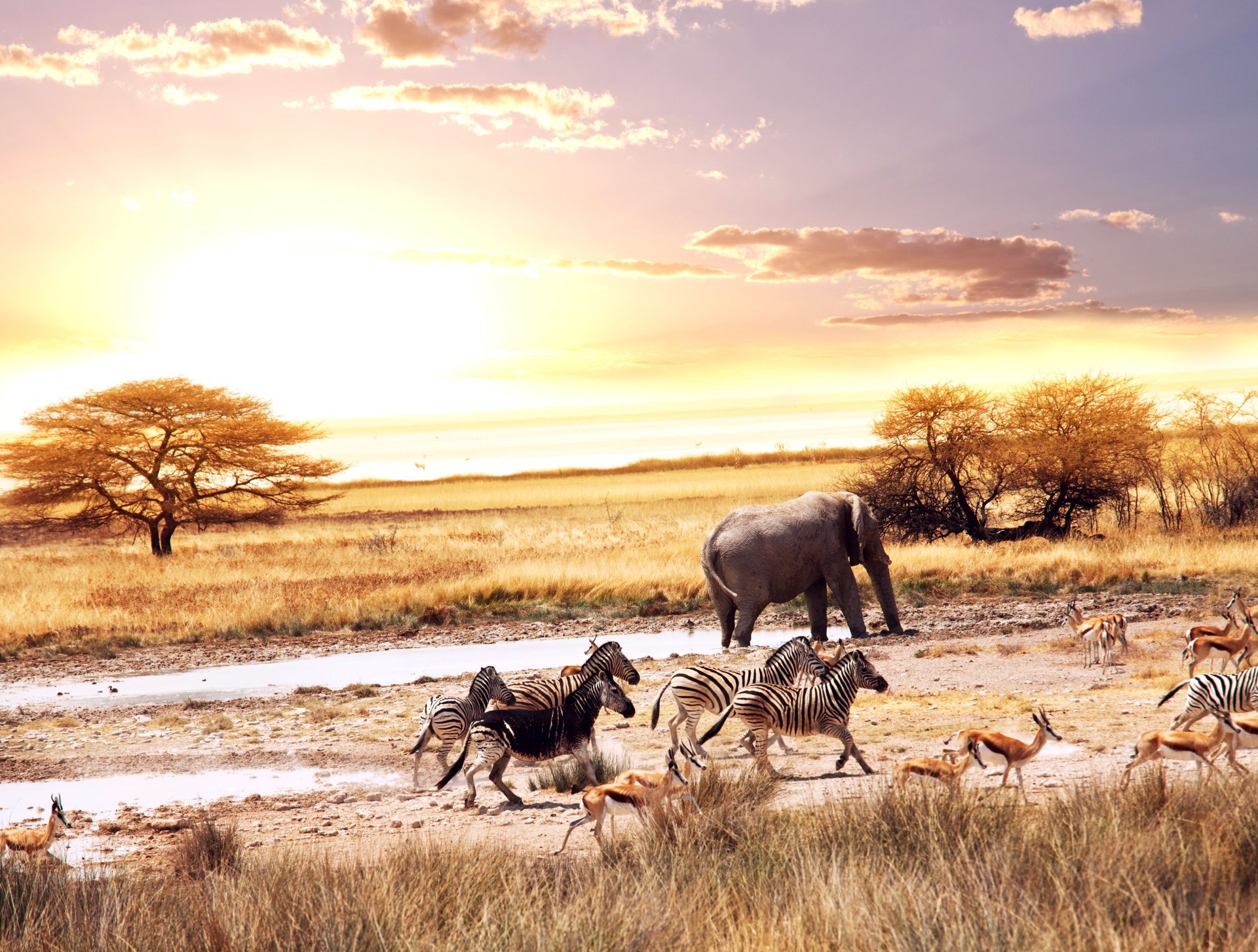 áfrica sabana animales antílopes cebras elefante vegetación árboles colorido cielo nubes cálido sol paisaje