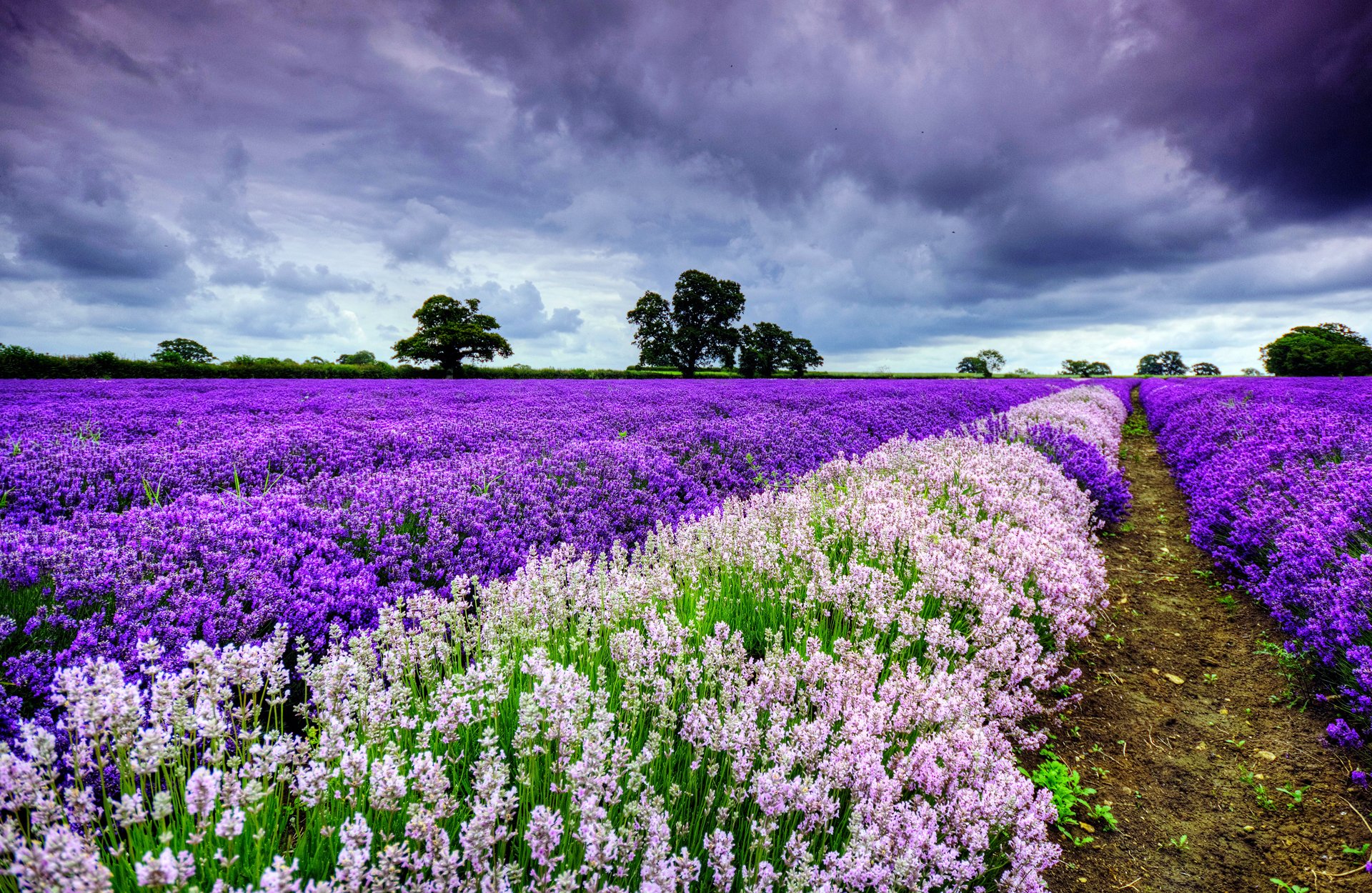 cielo nubes árboles lavanda campo