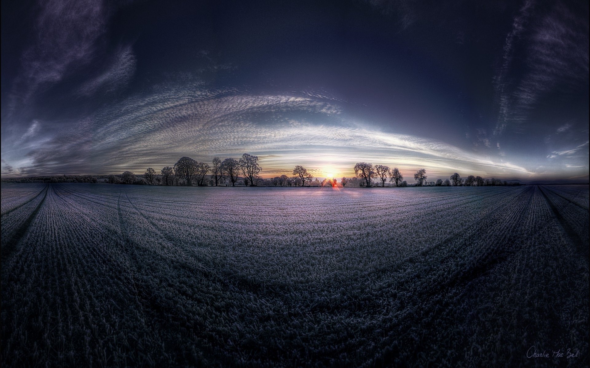 lavender the field fish eye dawn