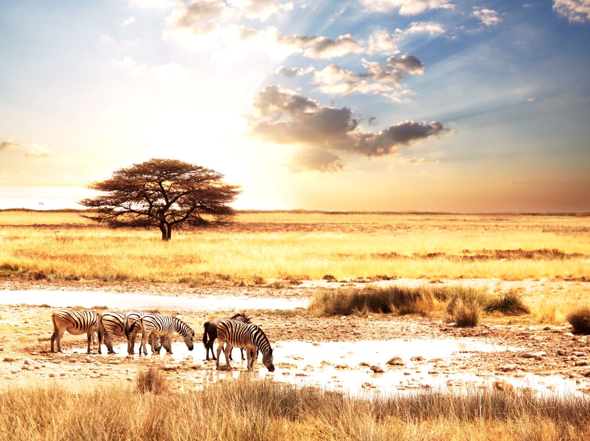 african animal africa animals zebras savanna landscape sun