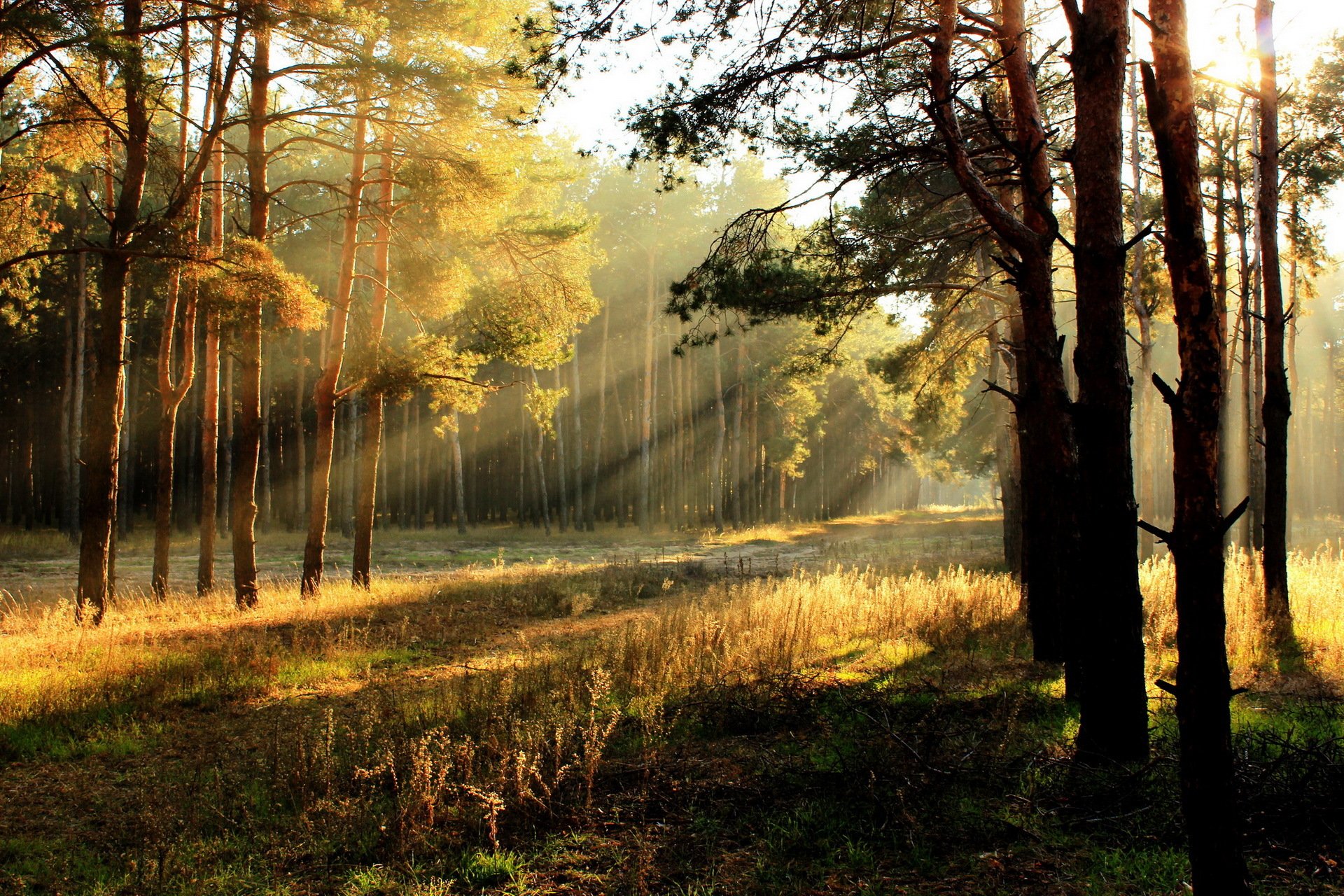 mattina foresta luce natura