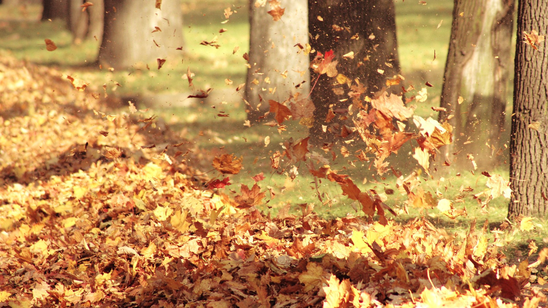 hojas vuelo de hojas árboles otoño