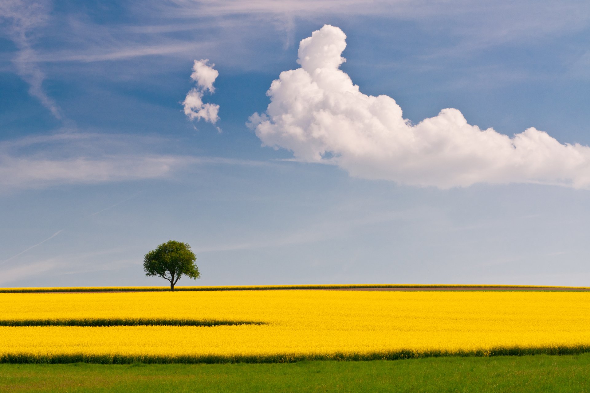 the field rapeseed summer tree sky cloud