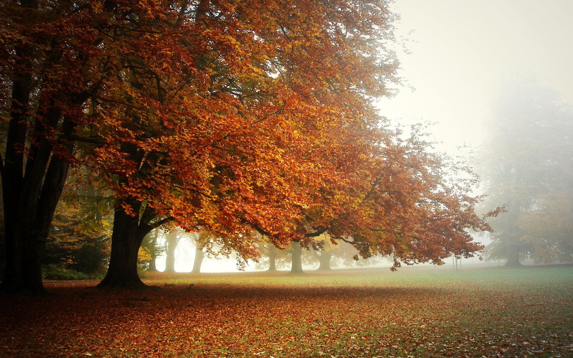 parc automne tapis de feuilles brouillard matin cime des arbres