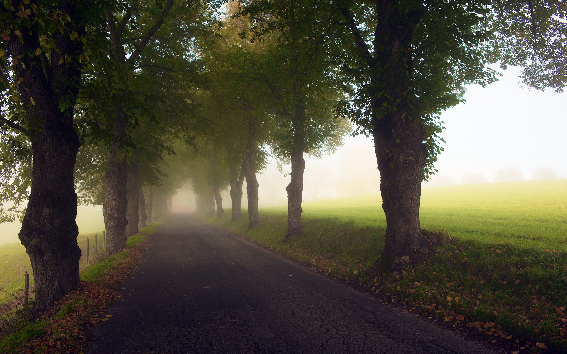 arbres coupe-vent route asphalte feuillage fin d été champs herbe feuilles mortes brouillard clôture haie clôture chemin lumière