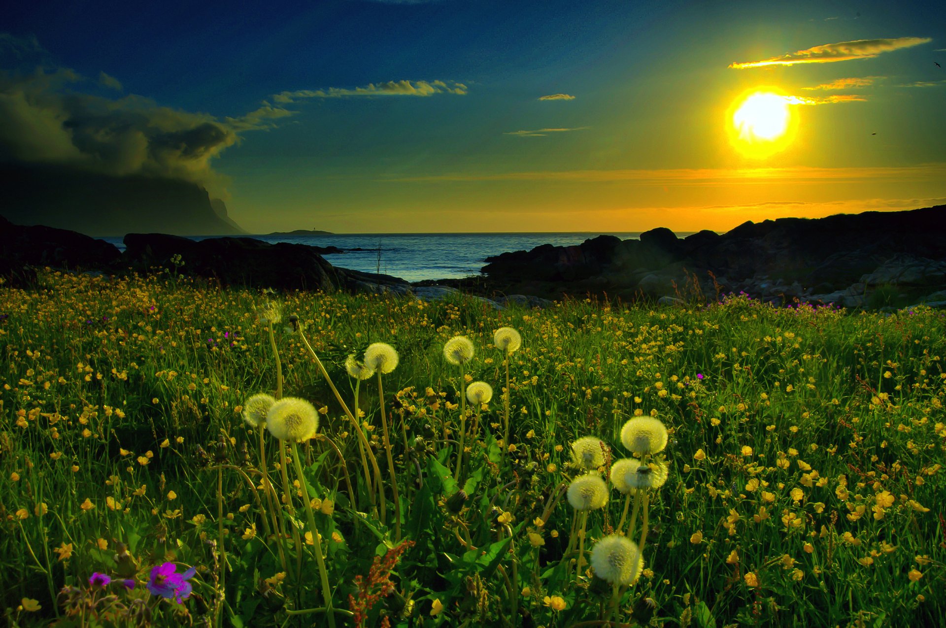 natur sonnenuntergang lichtung löwenzahn see