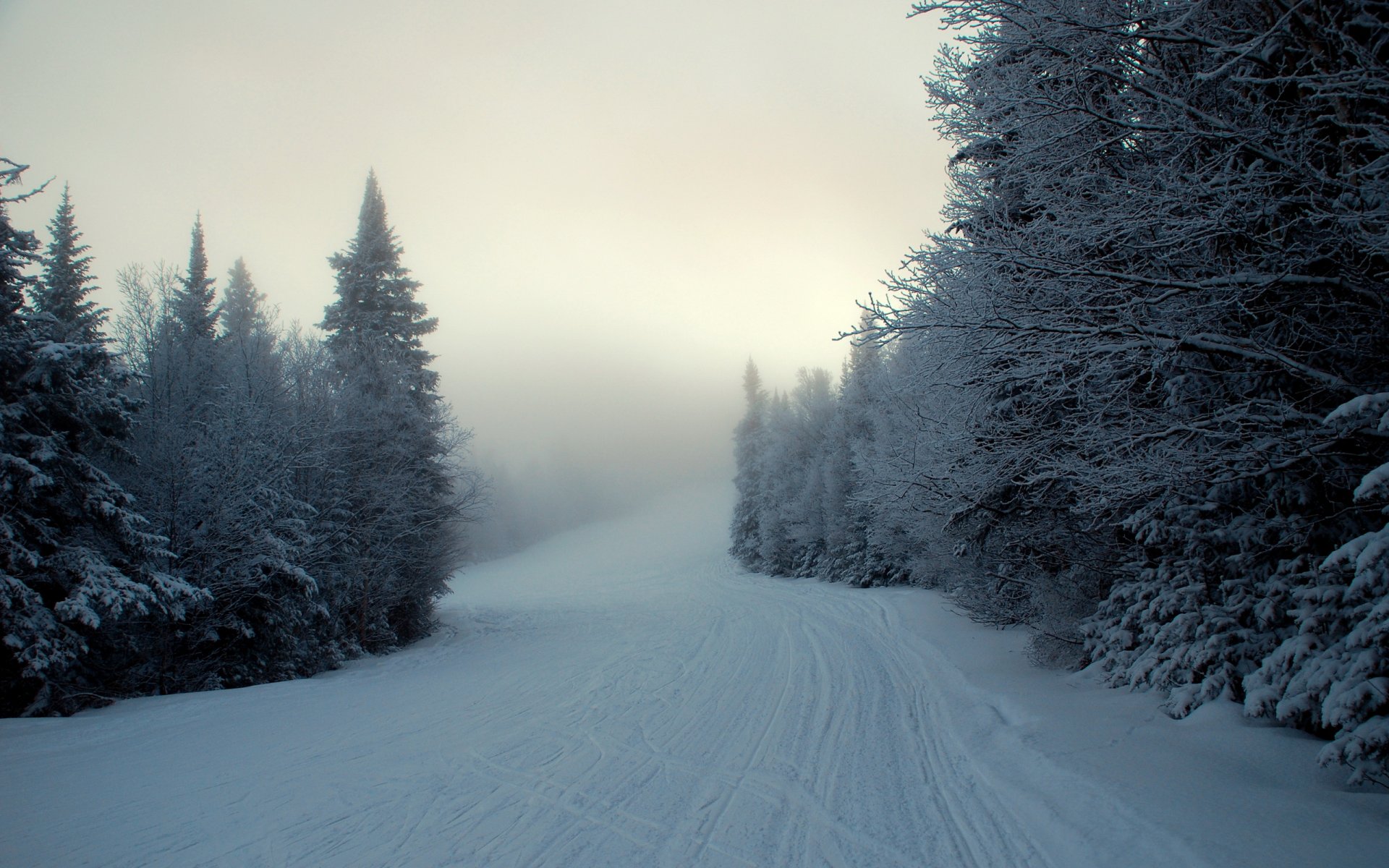 invierno nieve niebla abeto