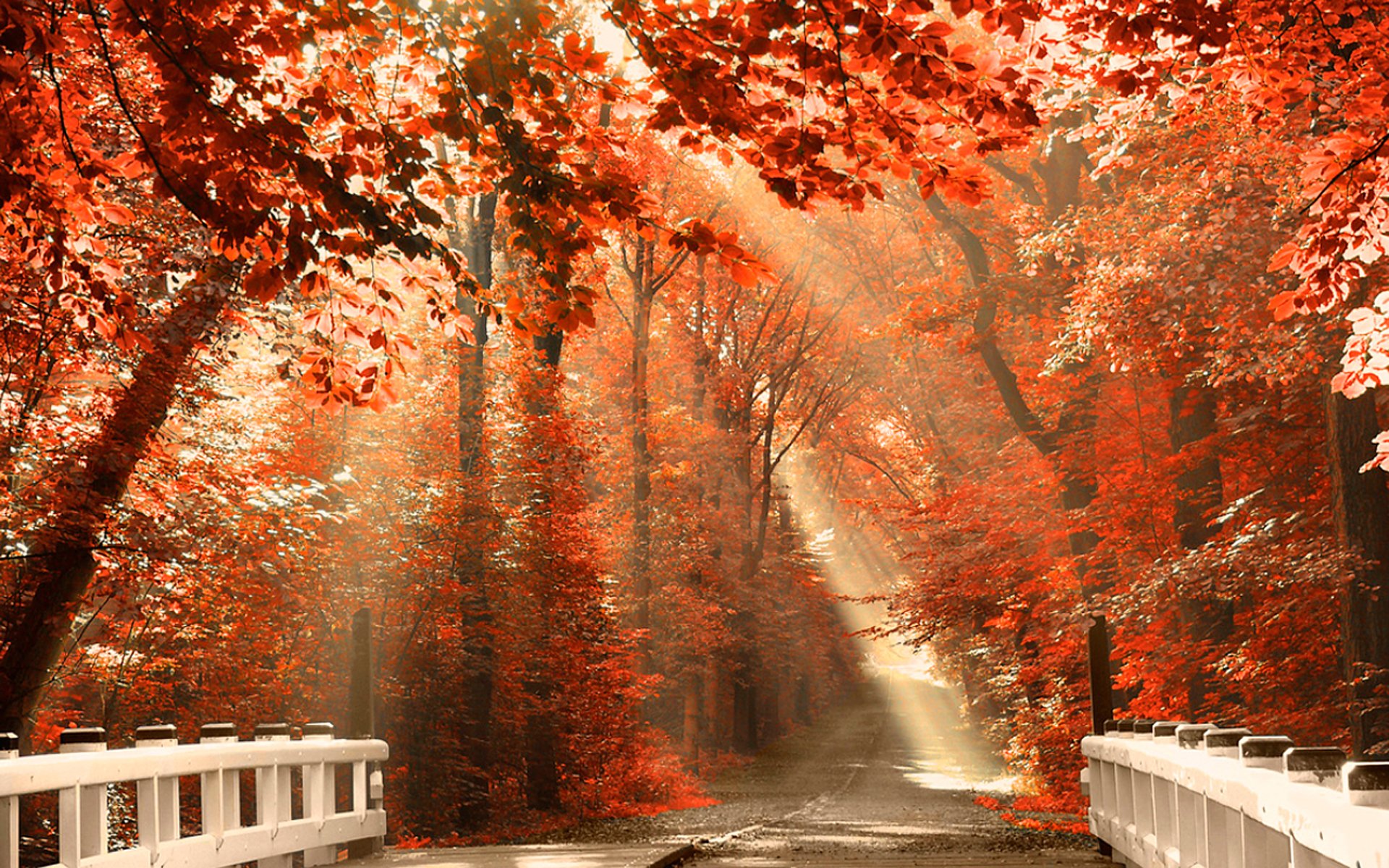 forest nature light rays road fog autumn leaves foliage orange tone color trees branches bridge bridge railings fences fence