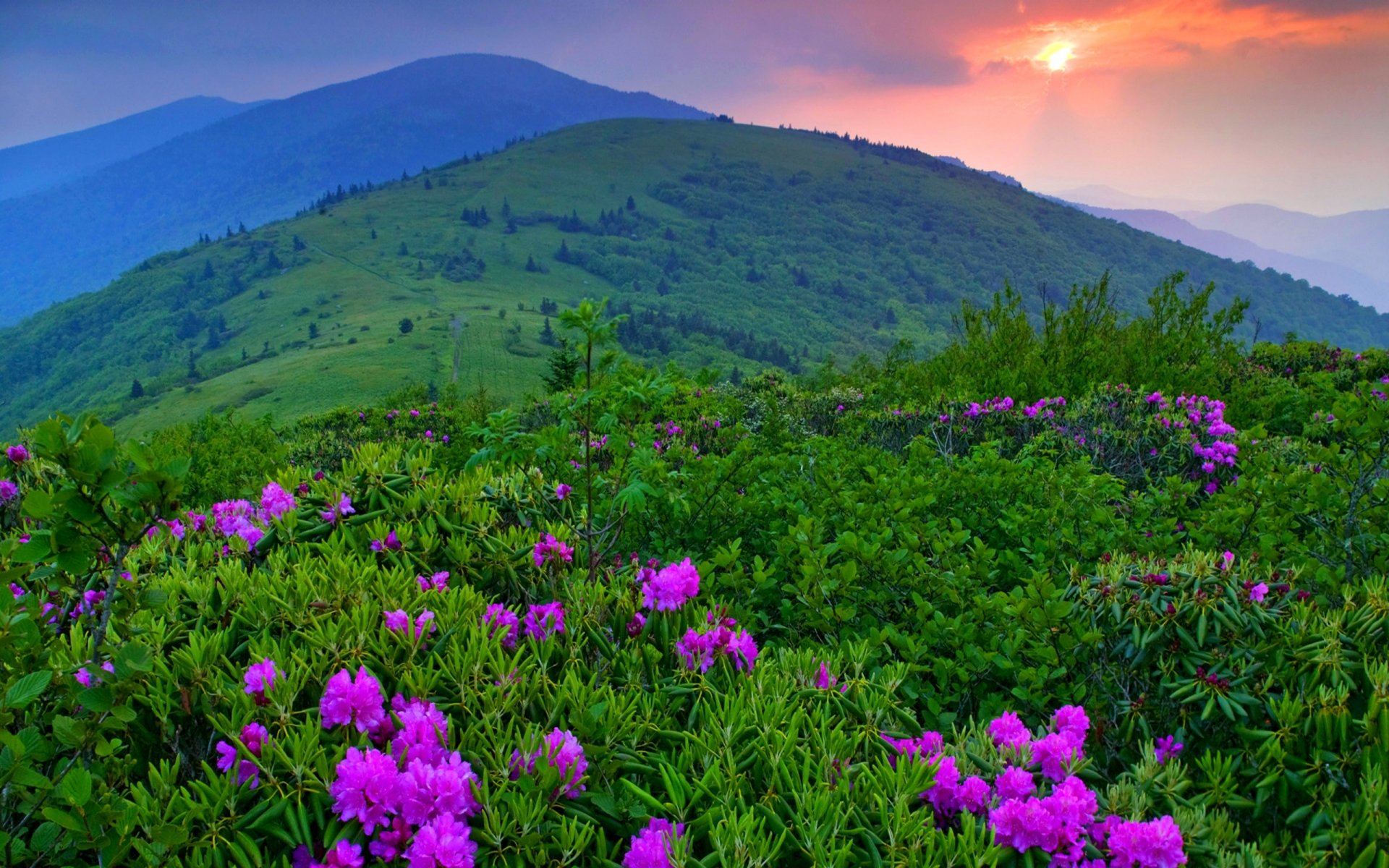 ky clouds sunset nature landscape mountain flower grass tree