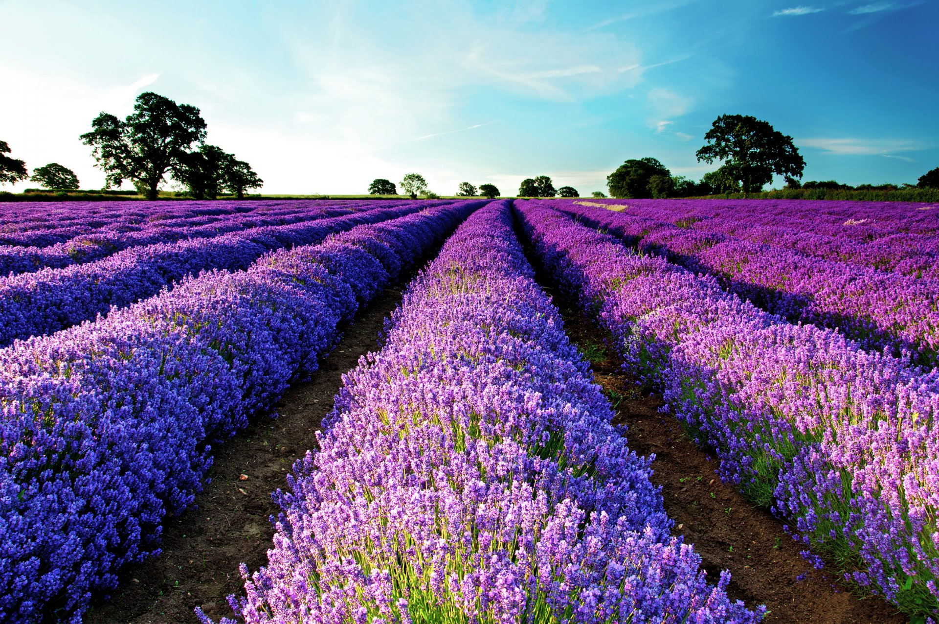 campo lavanda alberi cielo