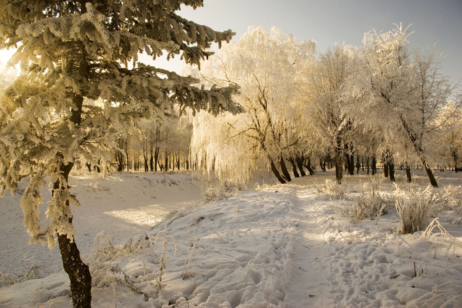 inverno gelo neve sole inverno cumuli di neve alberi gelo freddo paesaggio sentiero