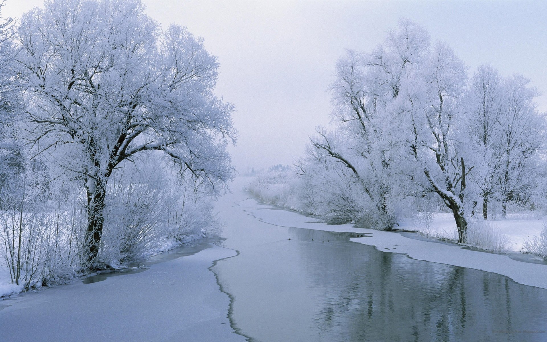 naturaleza río invierno nieve aves escarcha