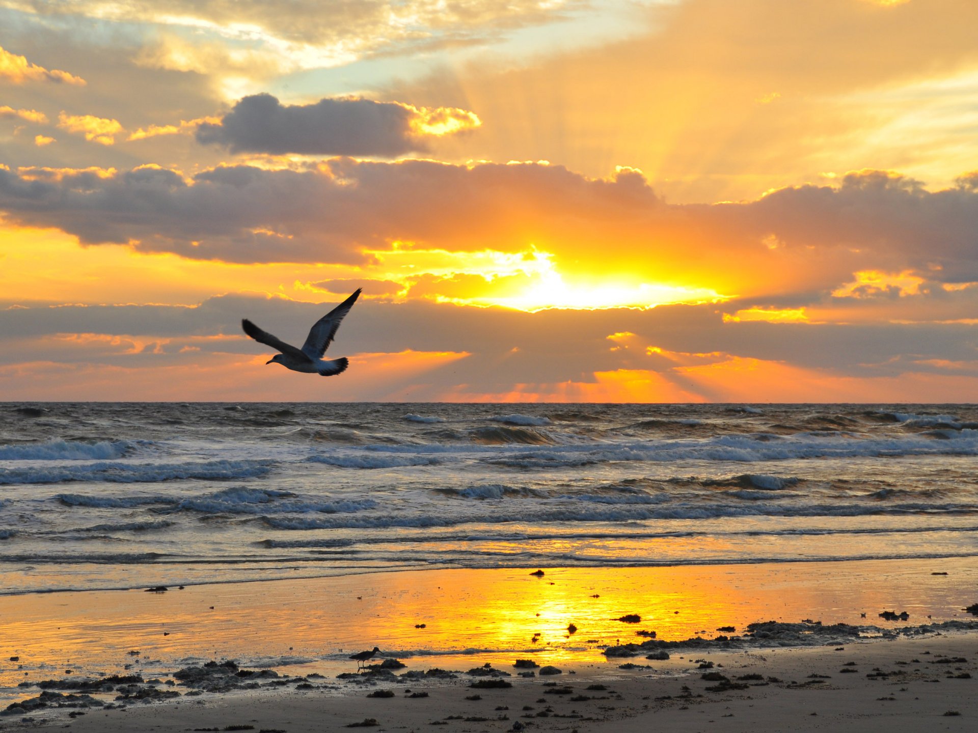 nature landscape poultry flies wings flight sunset sun sky clouds horizon beach sand sea waves stone