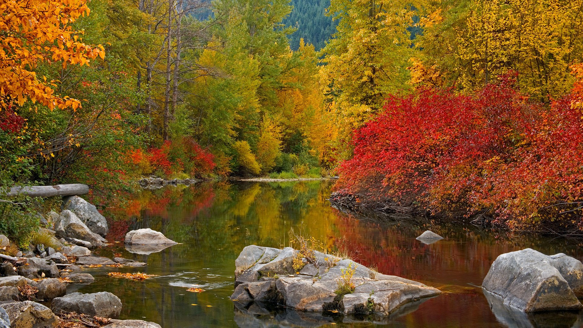 otoño río bosque árboles piedras