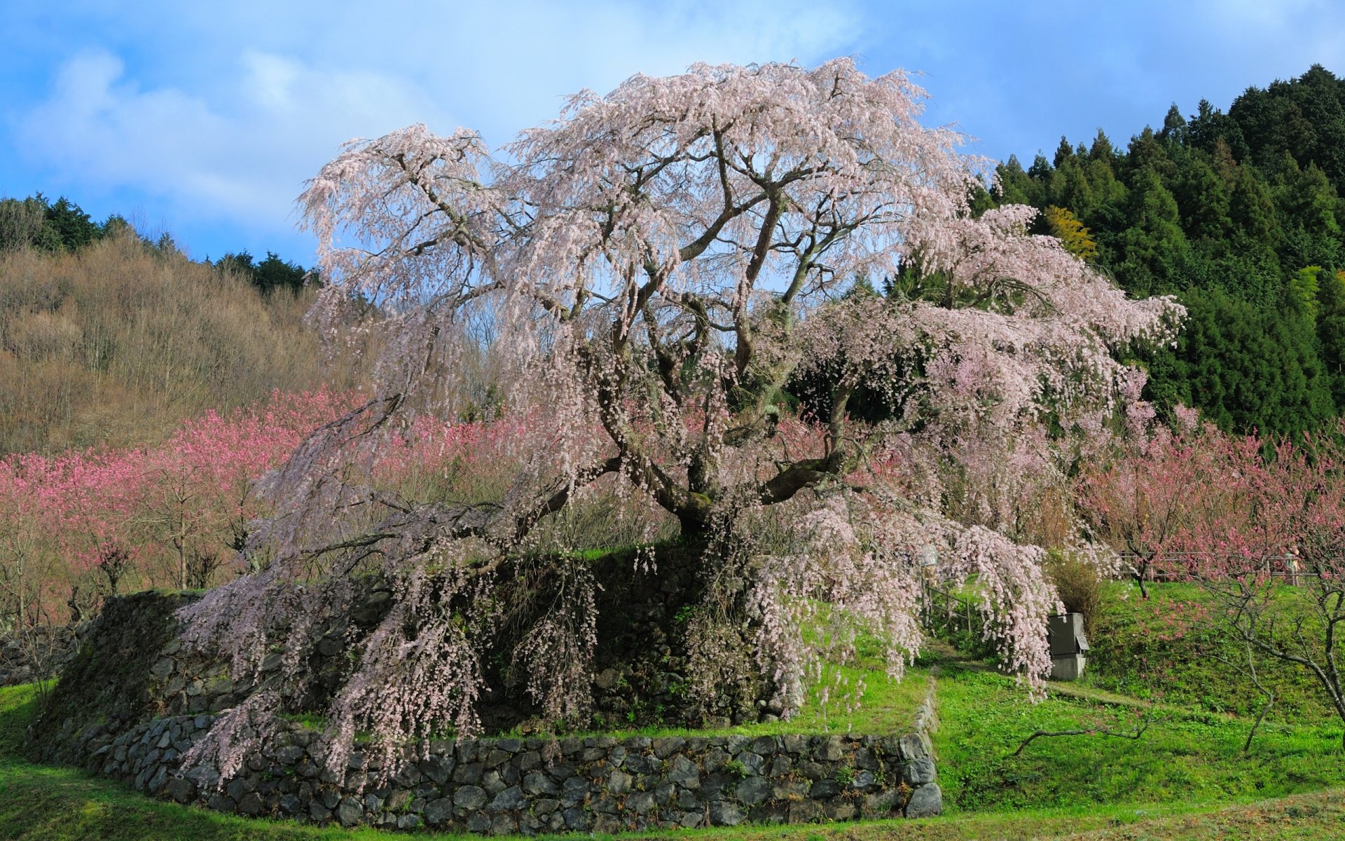 giappone matabee sakura fiori di ciliegio fiori di ciliegio primavera petali di rosa percorso pietre alberi verde erba fiori bellezza tenerezza paesaggio