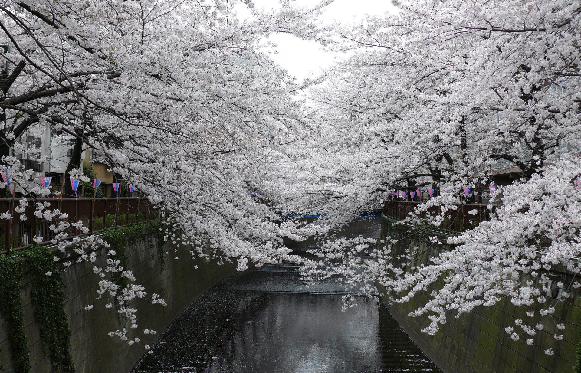 giappone parco sakura fiori di ciliegio primavera fiori bianco fiori di ciliegio ciliegio rami petali bianchi primavera bellezza tenerezza paesaggio canale acqua vacanza