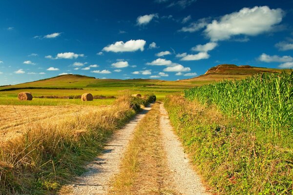 Деревенская дорога в поле. Рулоны сена. Кукуруза. Бескрайние просторы