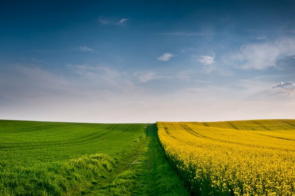 A yellow-green field under a blue sky