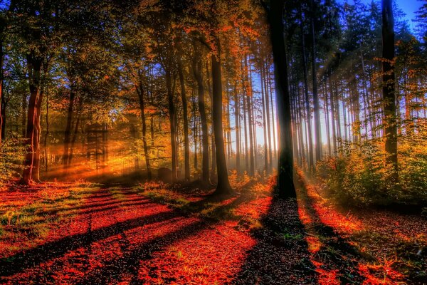 Autumn sunset trees forest