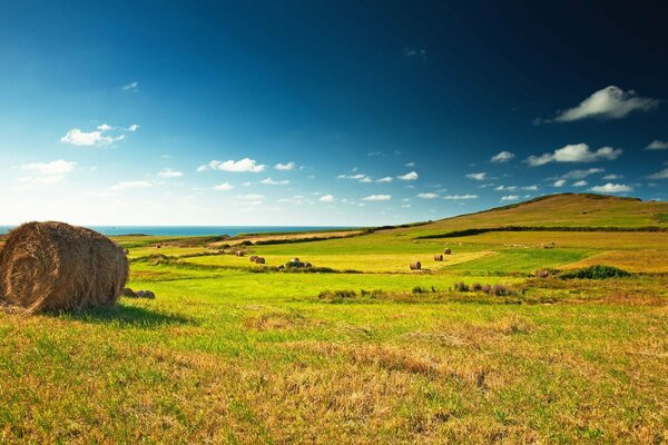 Prado infinito con horizonte azul