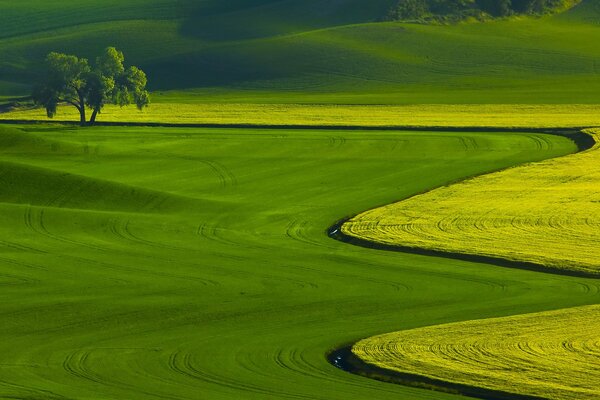 Green meadows and a sprawling tree standing alone