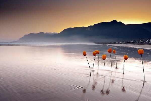 Amapolas rojas aletean fuera del agua