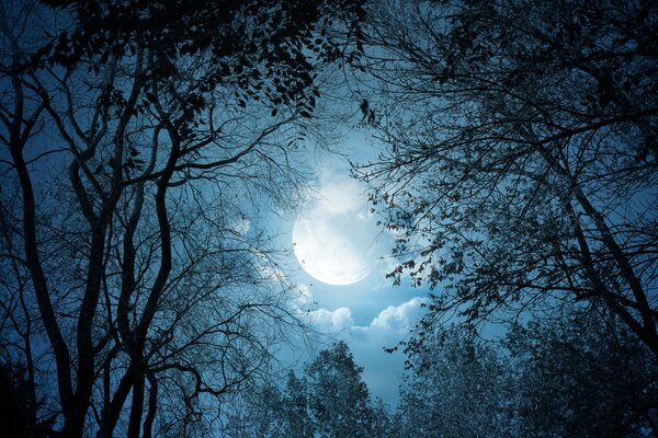 White moonlight at night in the forest