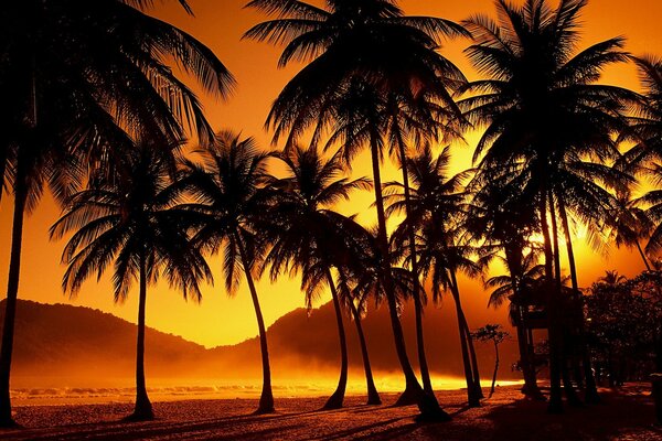 Palm trees in the evening sunset in the tropics