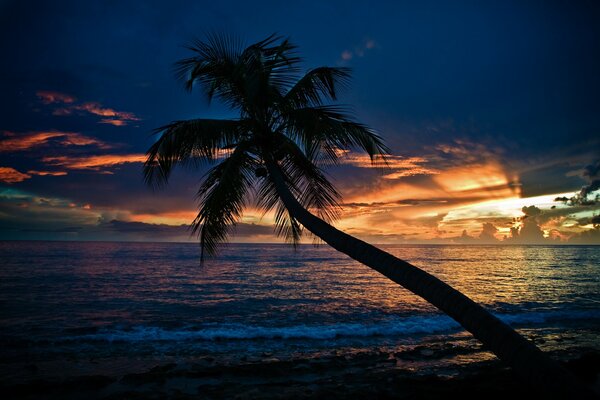 Palm tree on the beach at sunset