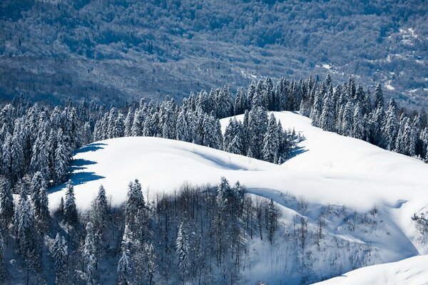 Clairière enneigée avec des arbres de Noël dans les montagnes