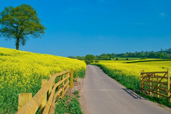 Été ciel clair fleurs champ route