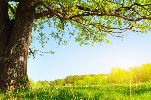 Ein heller, warmer Sommer unter einem großen Baum