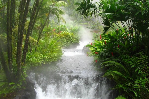 Cascada en la selva en el fondo de paparotniki