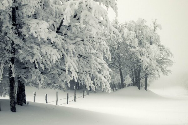 Schneebedeckte Bäume und weiße Schneeverwehungen