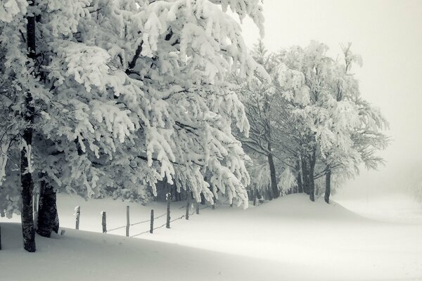 Alberi innevati e cumuli di neve bianchi