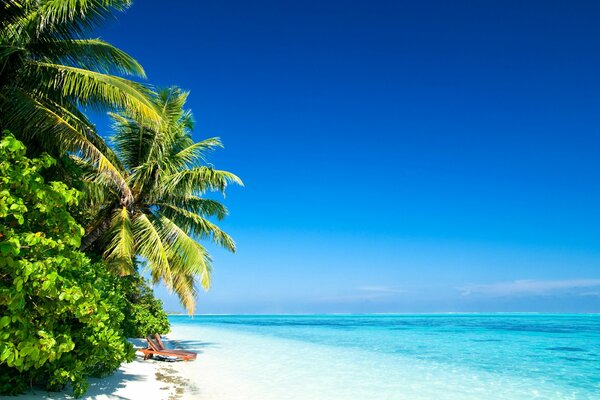 Eine paradiesische Insel mit Palmen an der weißen sonnigen Küste