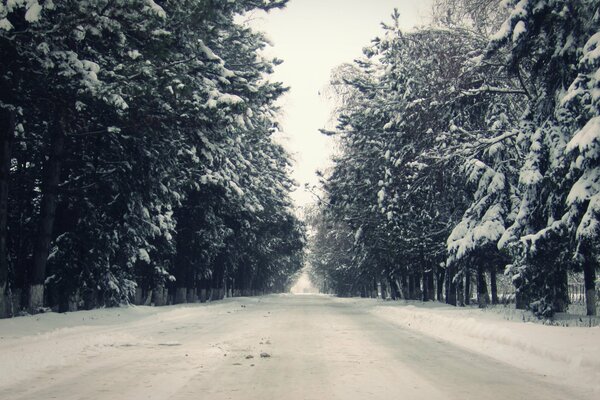 Strada invernale con alberi di Natale intorno