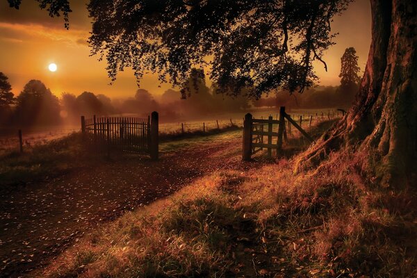 Trees in the fog. Old fence