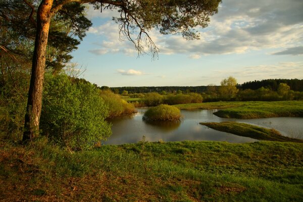 Pino en la orilla del río del bosque