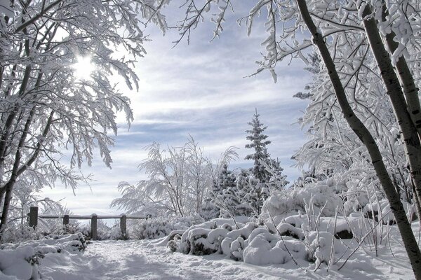 Snow-covered trees, frost, like in a fairy tale