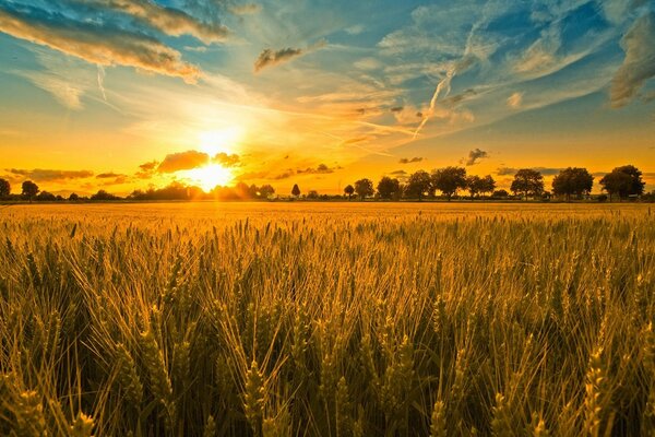 En las espigas de centeno encontraré fragmentos del sol