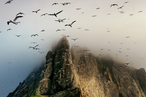 Birds flying near rocks