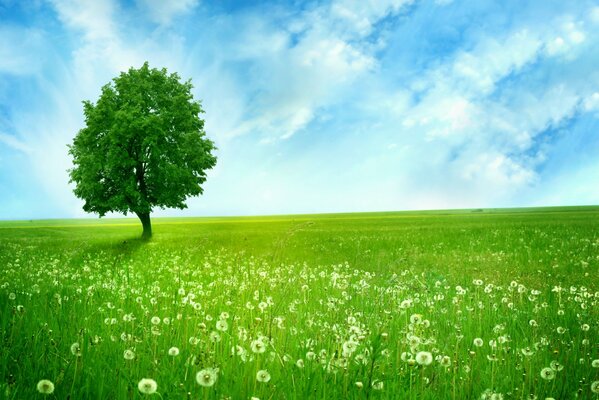 A lonely green tree in a field of dandelions. Blue sky. Space