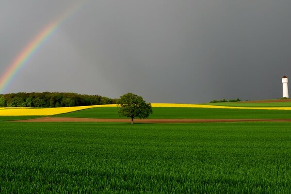 Arc-en-ciel sur le champ après la pluie