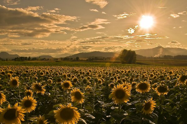 Sunflowers on the field in the summer heat