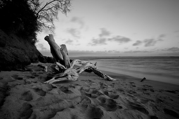 Black and white picture of the beach