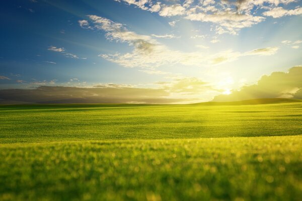 Paisaje verde en el sol