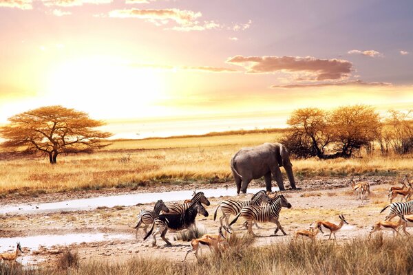 African animals on the background of sunset